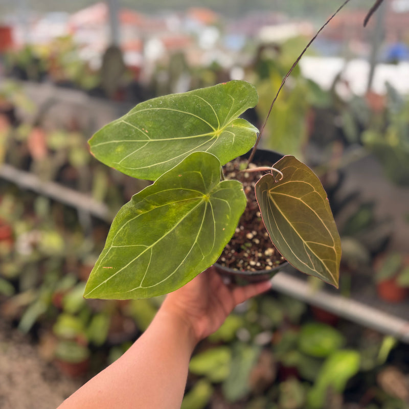 Anthurium Forgetii Hybrid