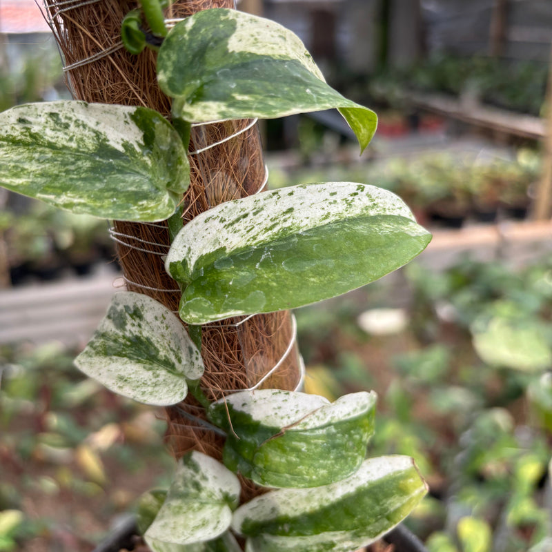 Rhaphidophora Korsthalsii Albo