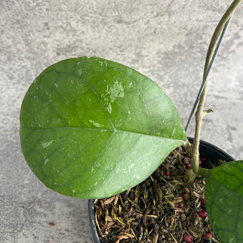 FS20-10 Hoya SP Bengkulu Roundleaf B
