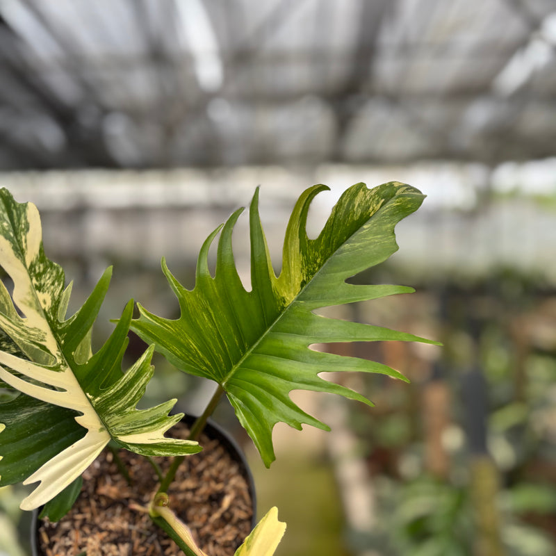 FS63-10	Philodendron Florida Beauty x Tortum Variegated