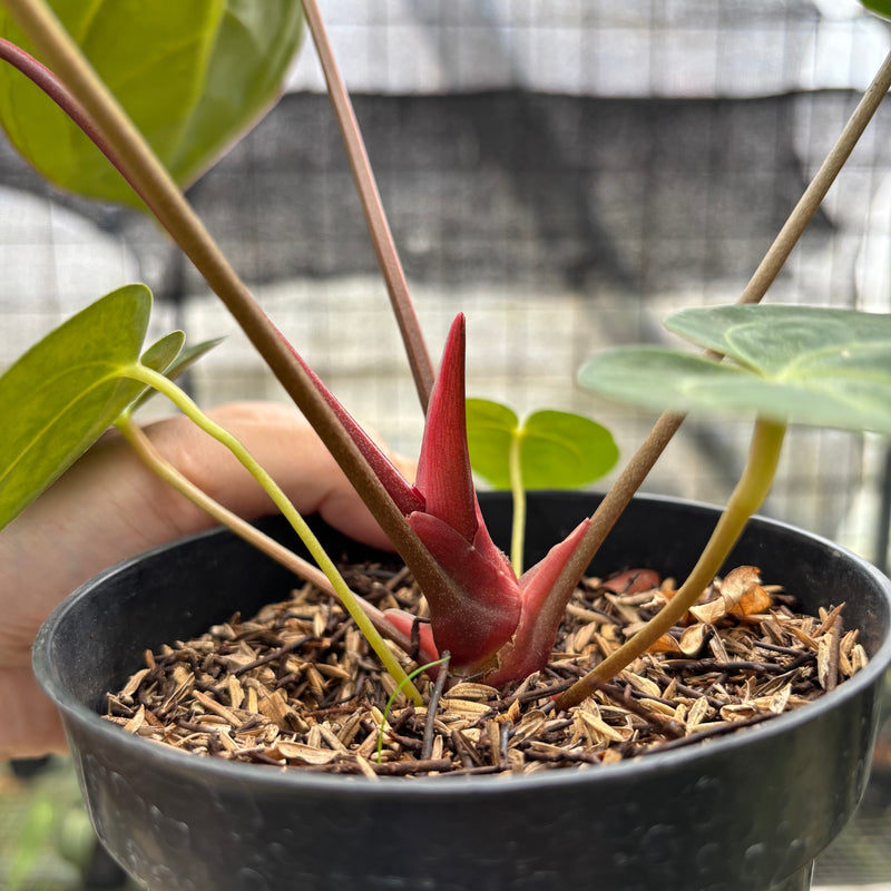 FS45-10	Anthurium Papilillaminum Xone
