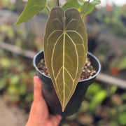 anthurium forgetii hybrid Anthurium Forgetii Hybrid — Aroidasia