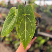 anthurium forgetii hybrid Anthurium Forgetii Hybrid — Aroidasia