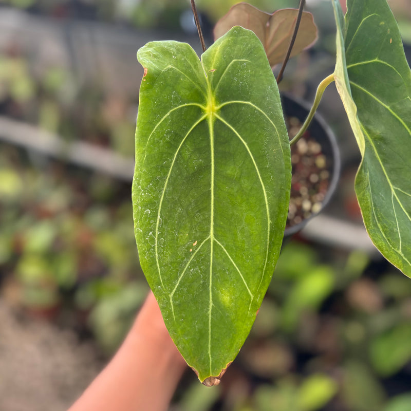 Anthurium Forgetii Hybrid