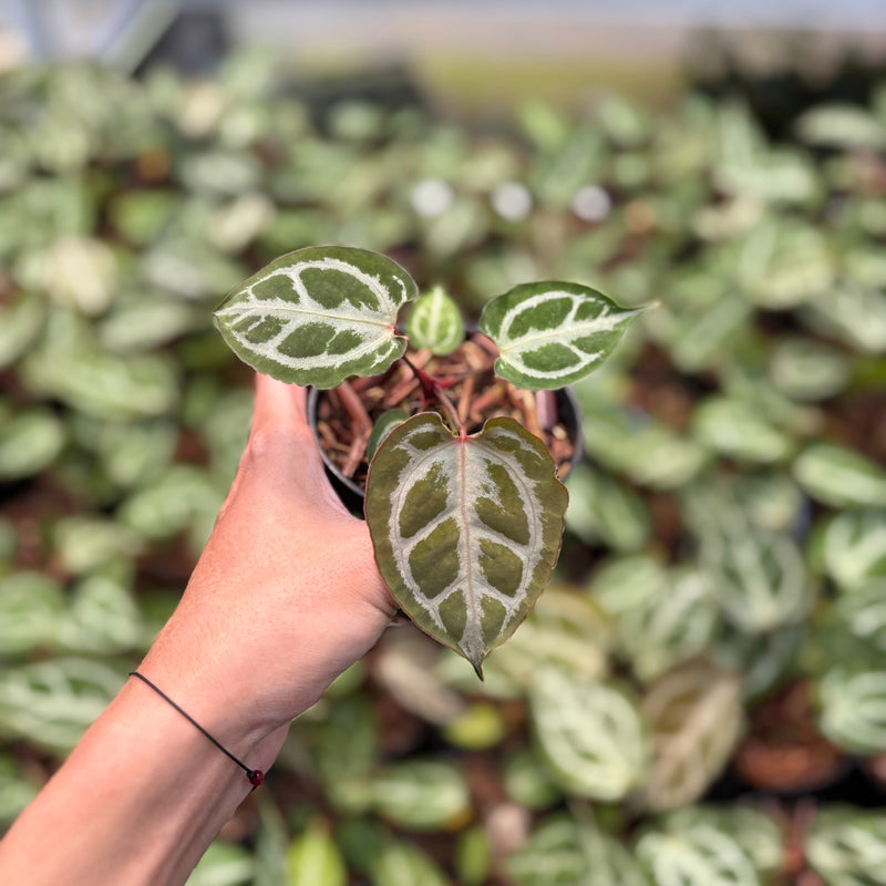 Anthurium Silver Butterfly x Muchlis RC