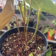 anthurium forgetii hybrid Anthurium Forgetii Hybrid — Aroidasia