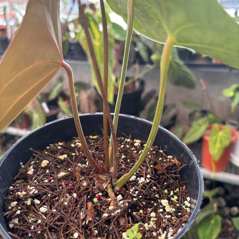 Anthurium Forgetii Hybrid