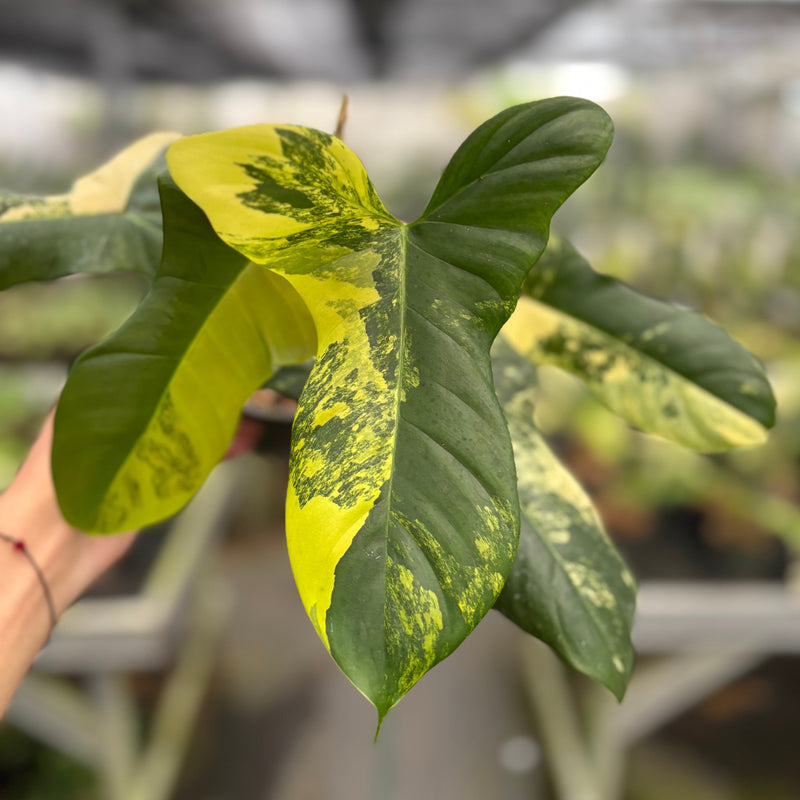 Philodendron Florida beauty x Lupinum