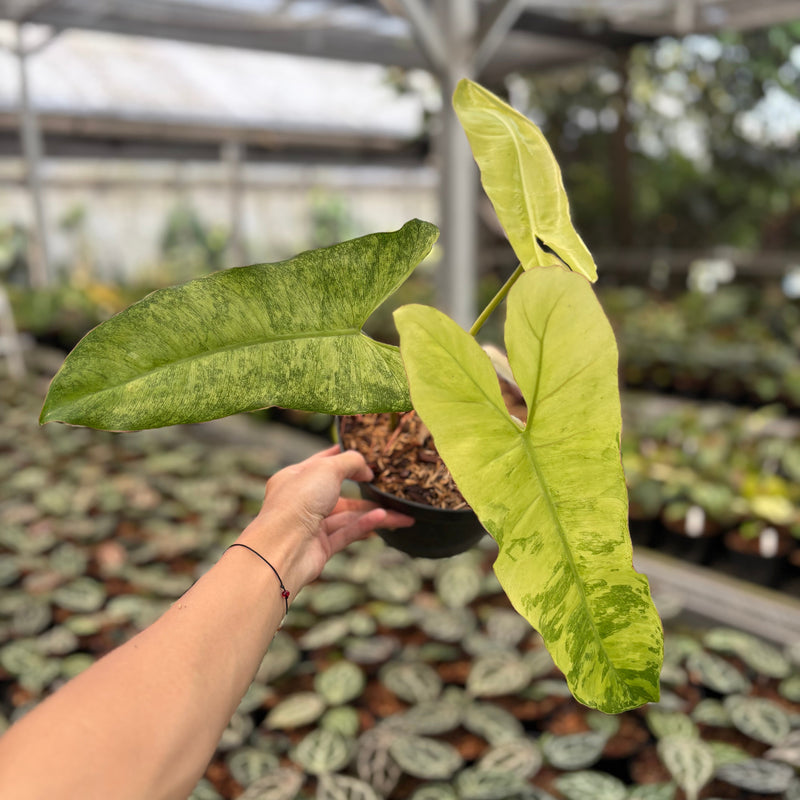Philodendron Paraiso Verde Variegated