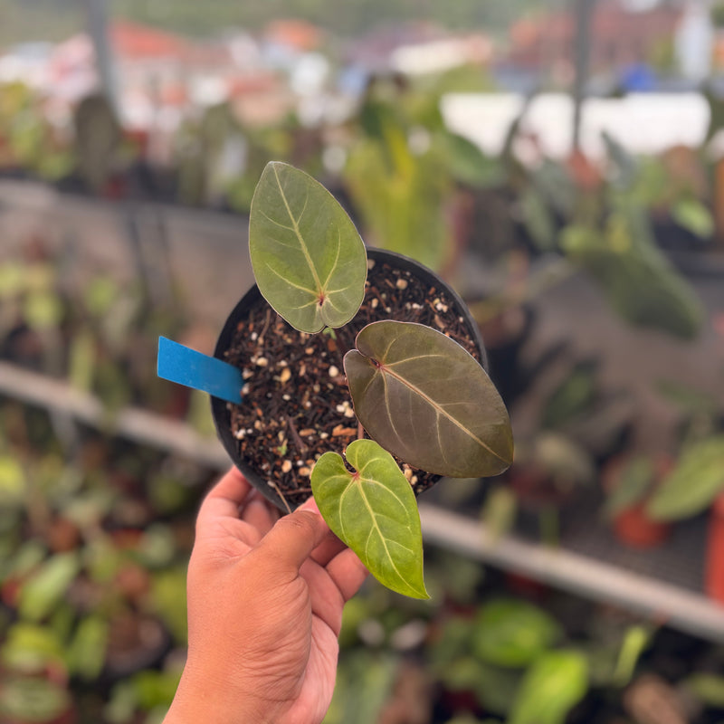 Anthurium Black Velvet x Portillae
