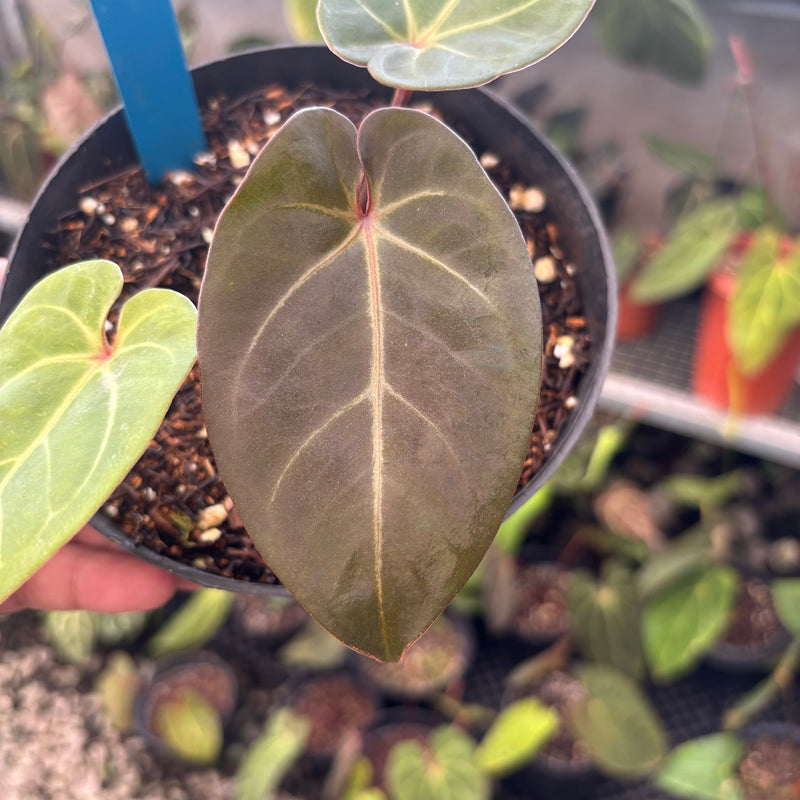 Anthurium Black Velvet x Portillae