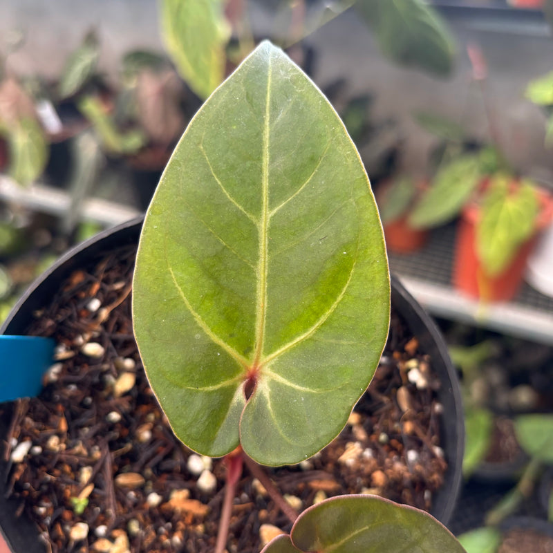 Anthurium Black Velvet x Portillae