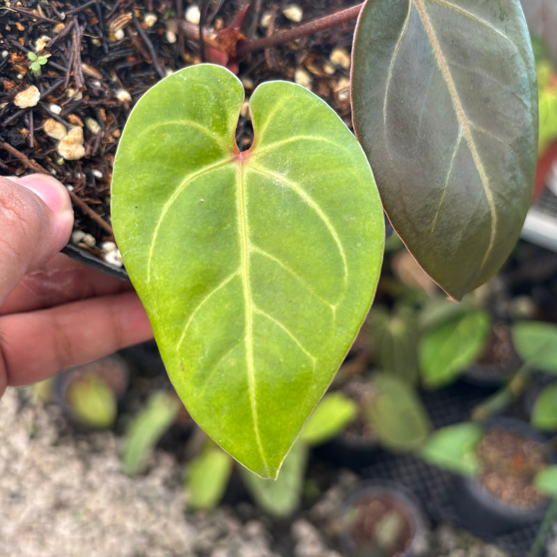 Anthurium Black Velvet x Portillae