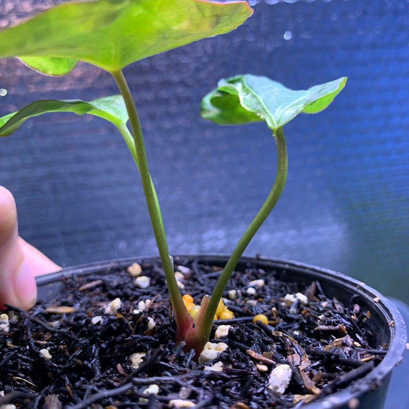 FS67-8 Anthurium Papilillaminum Mutation