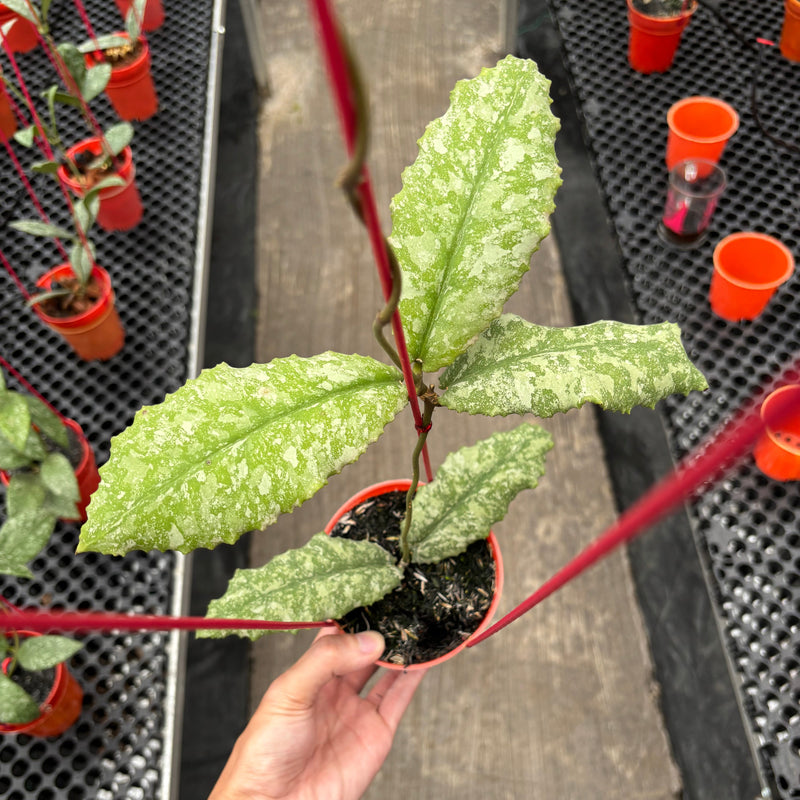 Hoya Undulata Purple Silver