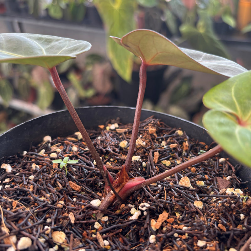 Anthurium Black Velvet x Portillae