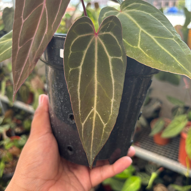 Anthurium BVIT x Zara Michelle Long