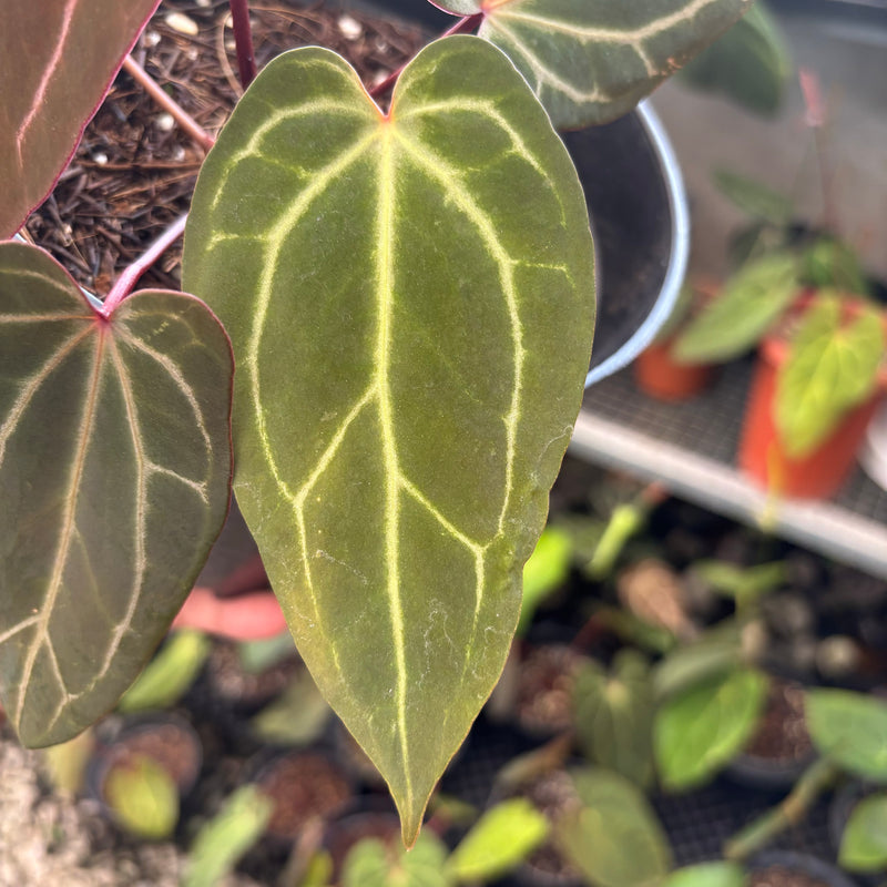 Anthurium BVIT x Zara Michelle Long