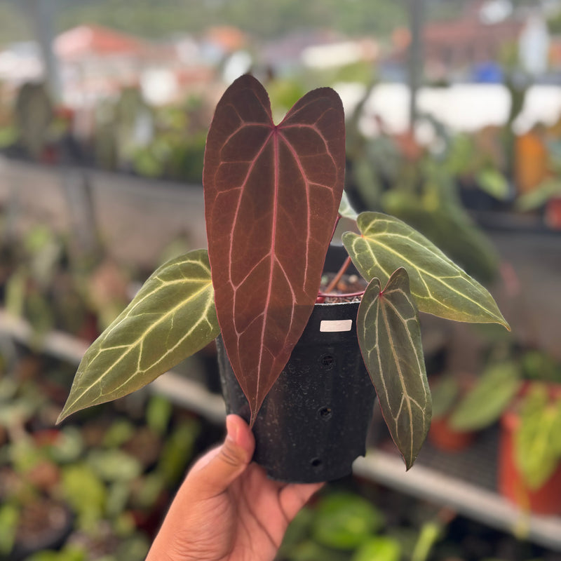 Anthurium BVIT x Zara Michelle Long