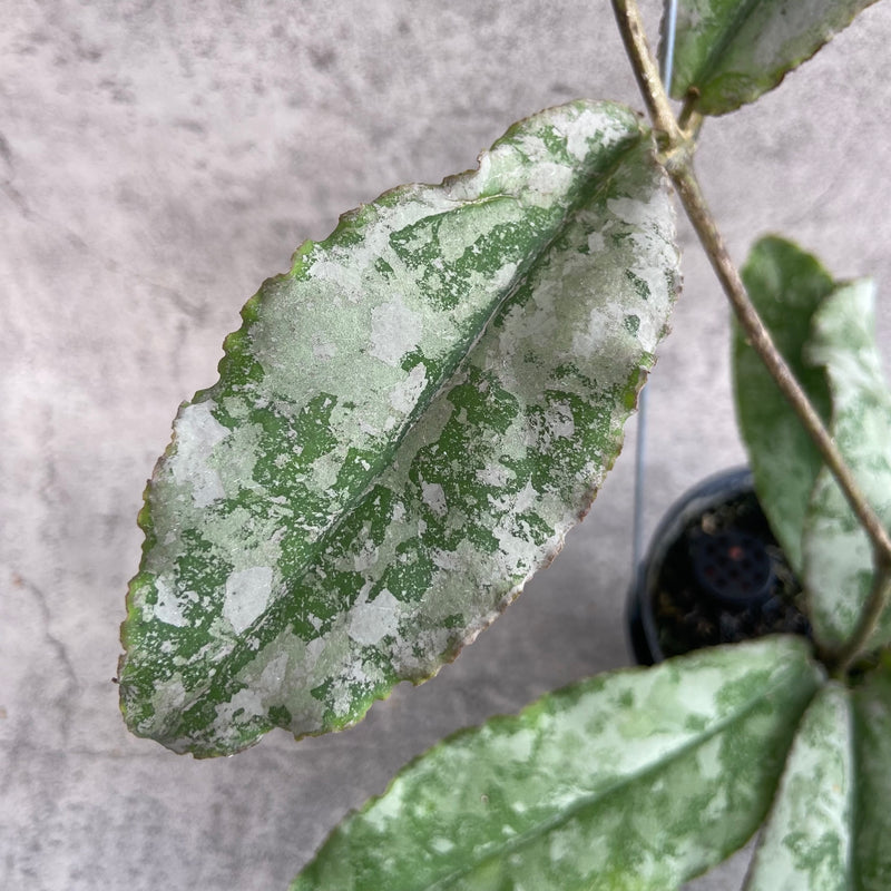 FS28-10 Hoya Undulata Silver B