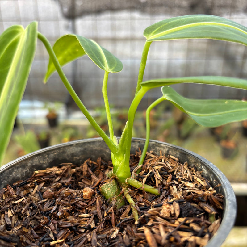 FS70-9 Anthurium Warocqueanum