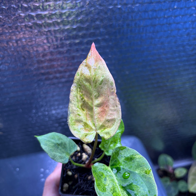 FS80-10 Anthurium Fortsherman x Darkphoenix Variegated