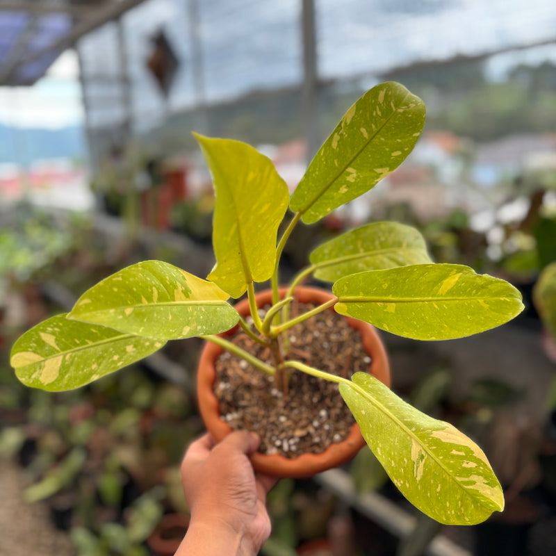 Philodendron Thai Sunrise