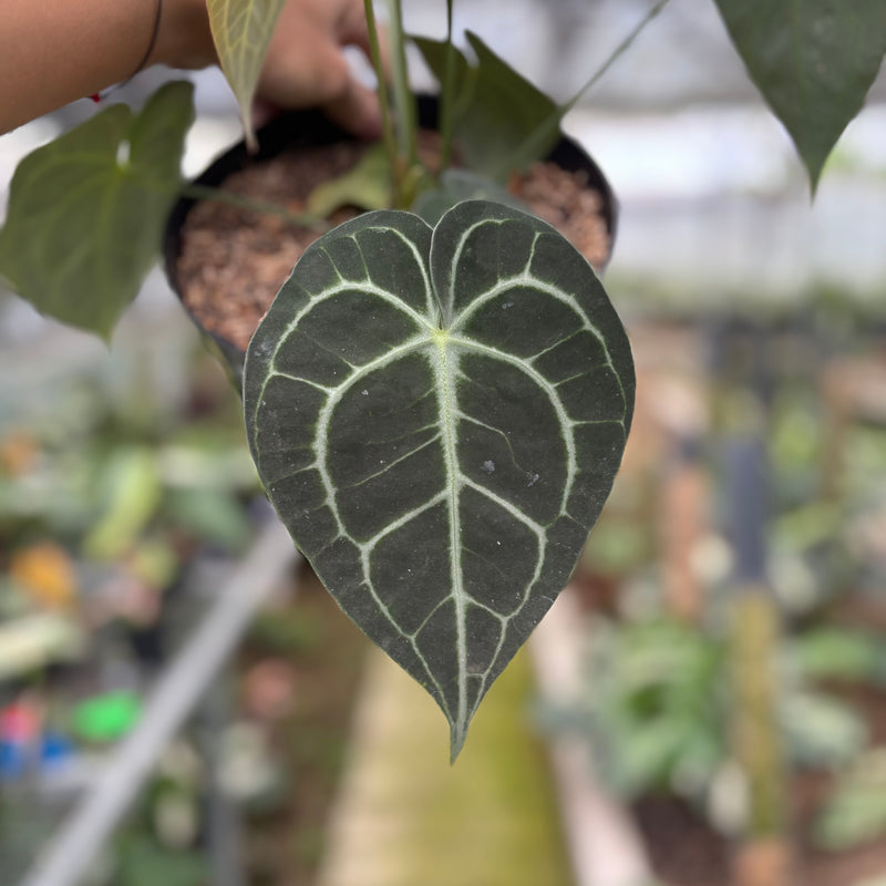 FS56-10	Anthurium Clarinervium Medium Size