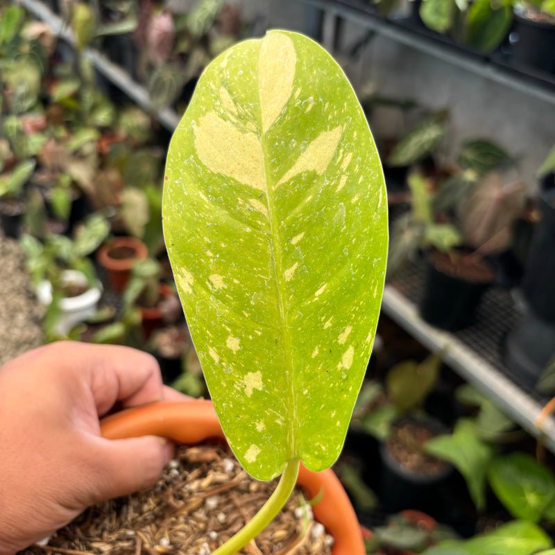 Philodendron Thai Sunrise