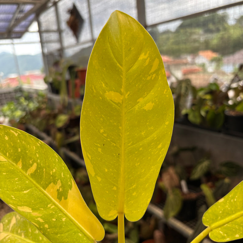 Philodendron Thai Sunrise
