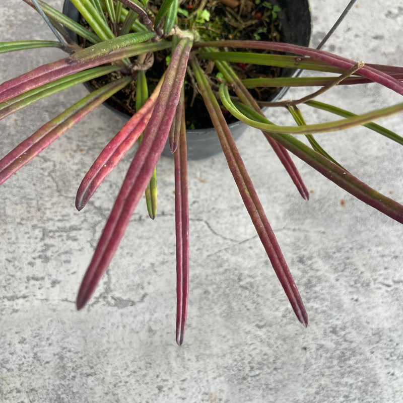 FS11-10 Hoya Insularis Red
