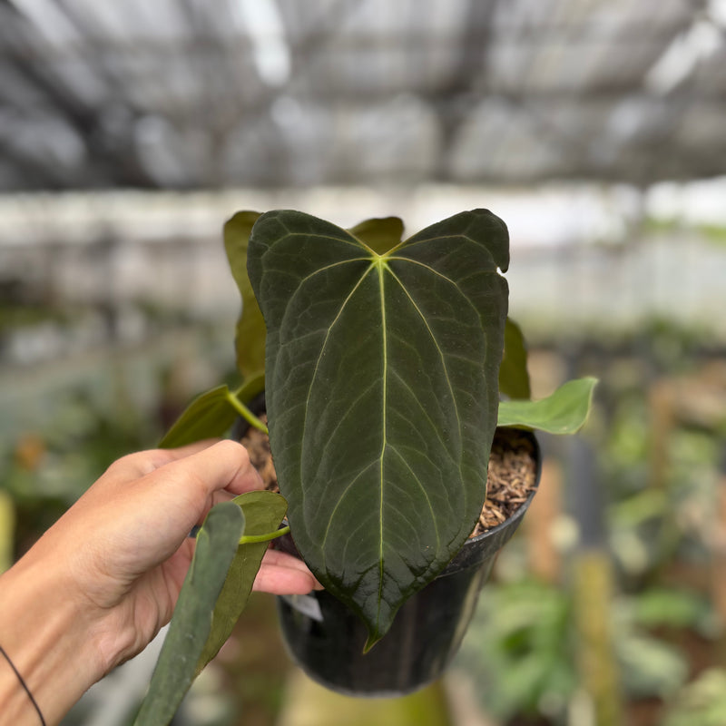 FS52-10	Anthurium Fortsherman x GOG
