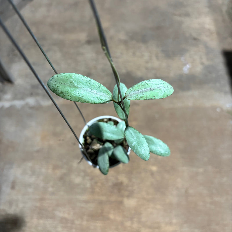 Hoya Sigillatis Moon