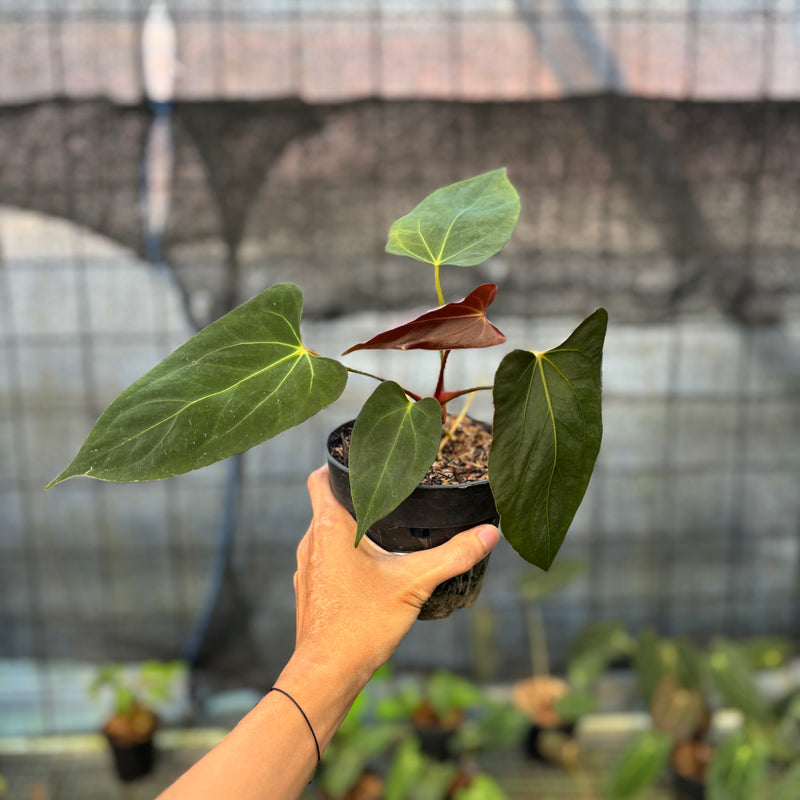 FS54-9 Anthurium Fortsherman x GOG
