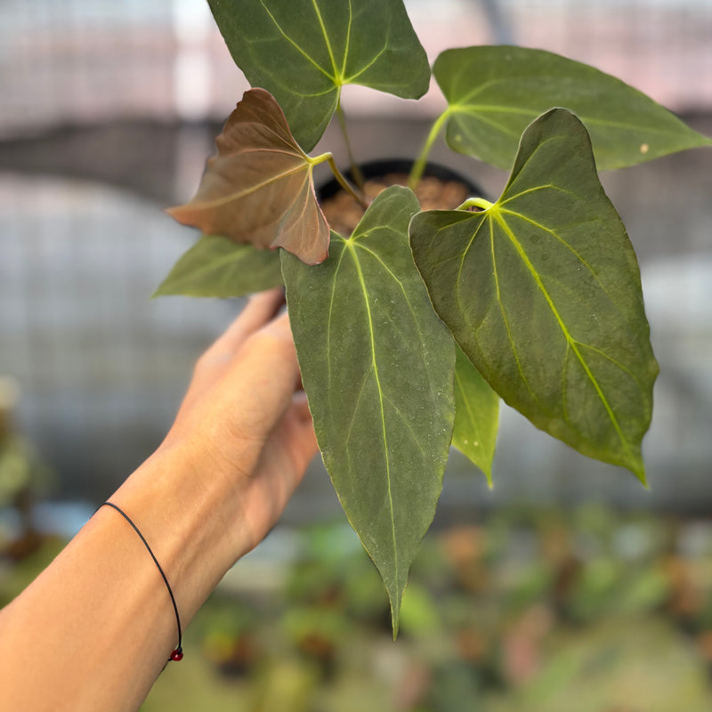 FS66-9 Anthurium Fortsherman x GOG