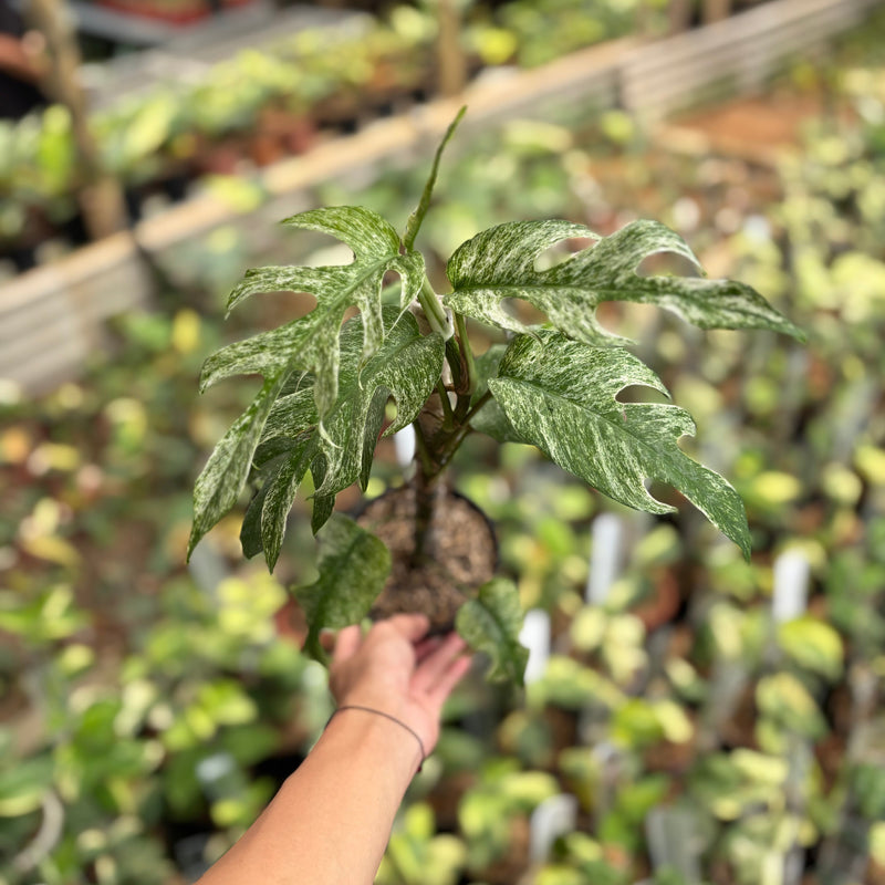 Epipremnum Pinnatum White Dagger