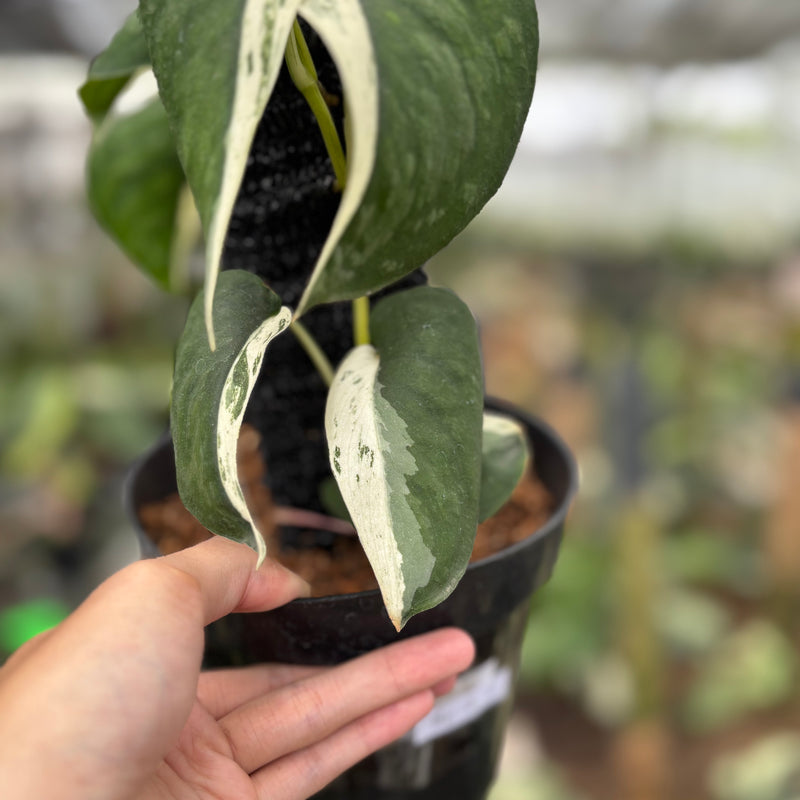 FS61-10	Scindapsus Silver Satin Halfmoon