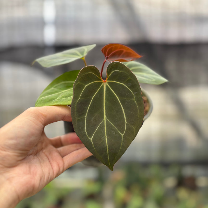 FS72-10 Anthurium King Of Spades