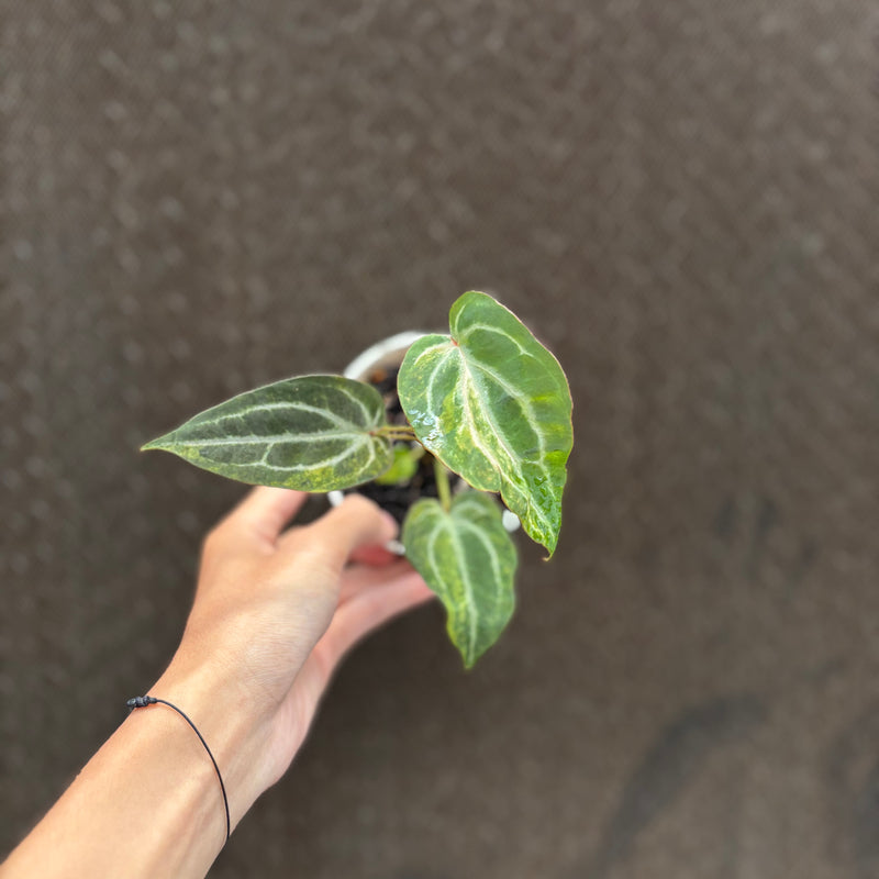 FS76-10 Anthurium BVIT x Michelle Variegated