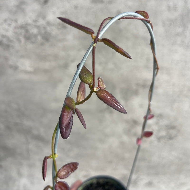 FS1-10 Hoya Dischidia SP Kalbar Red