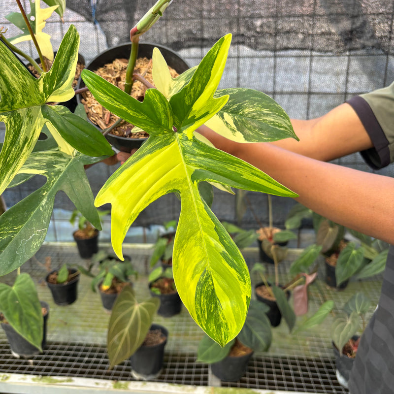 FS71-9 Philodendron Florida Beauty Mature Size (2 pcs)