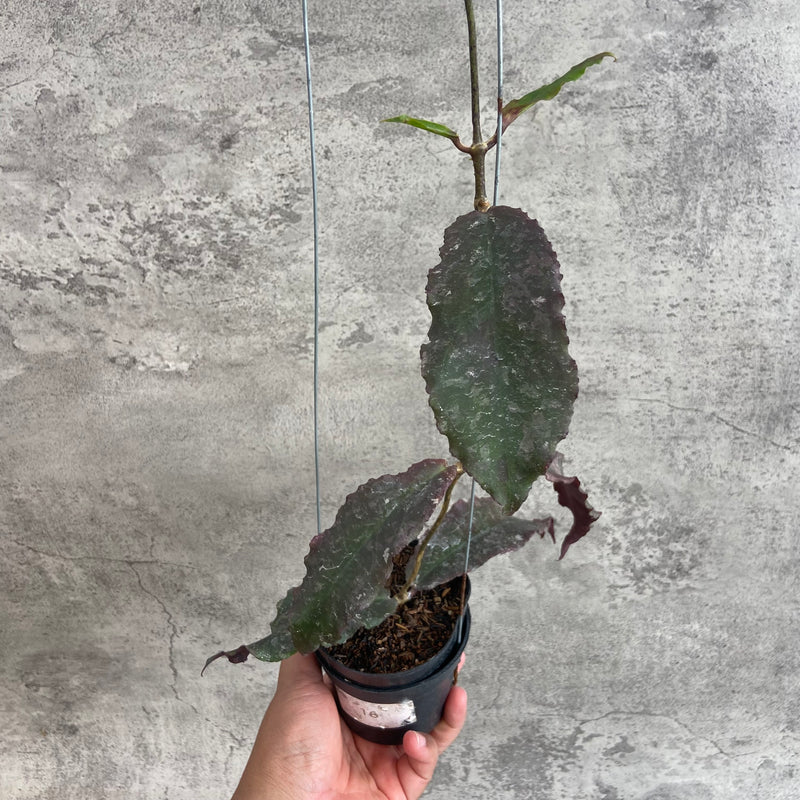 FS26-10 Hoya Undulata Red B