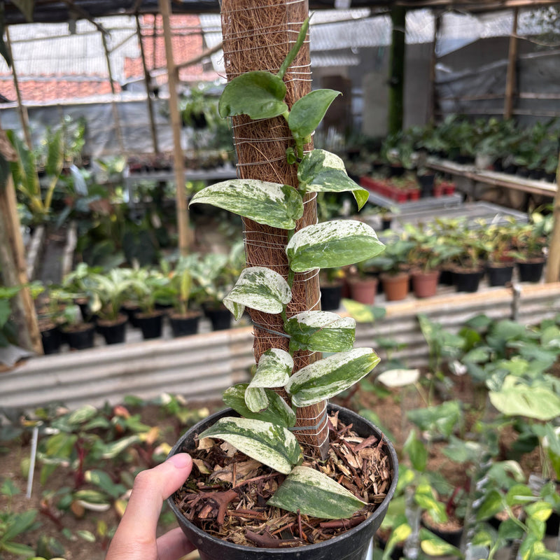 Rhaphidophora Korsthalsii Albo