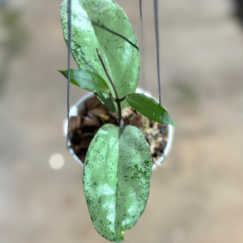 Hoya AFF Emperor
