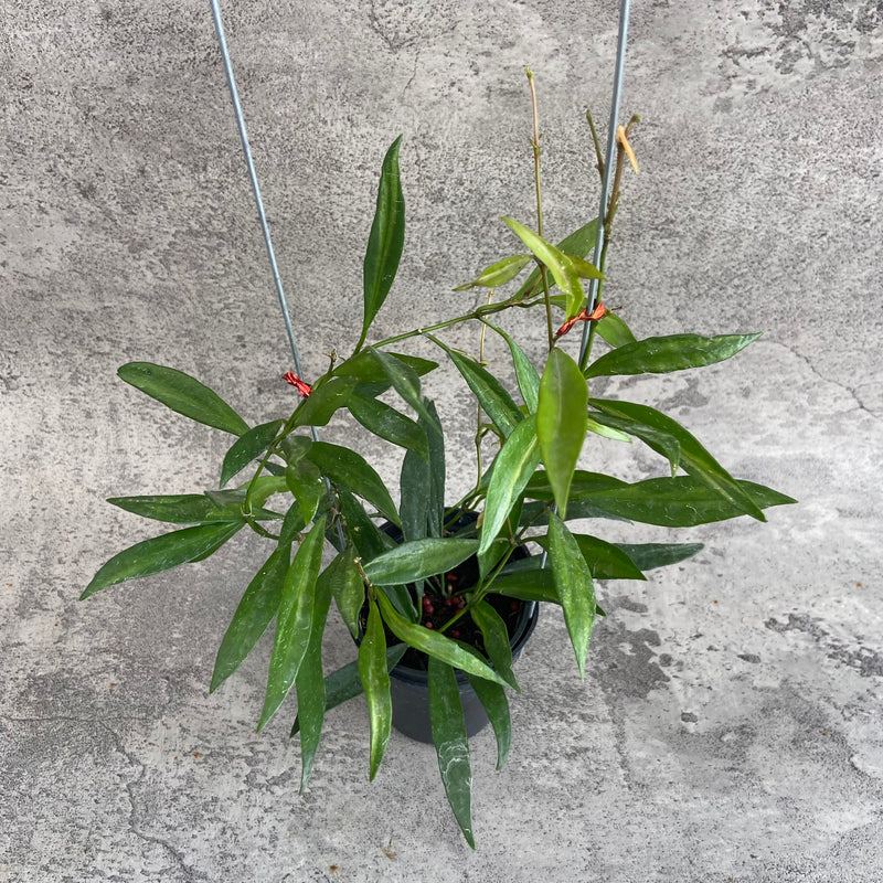 FS24-10 Hoya Tsangii Inner Variegated