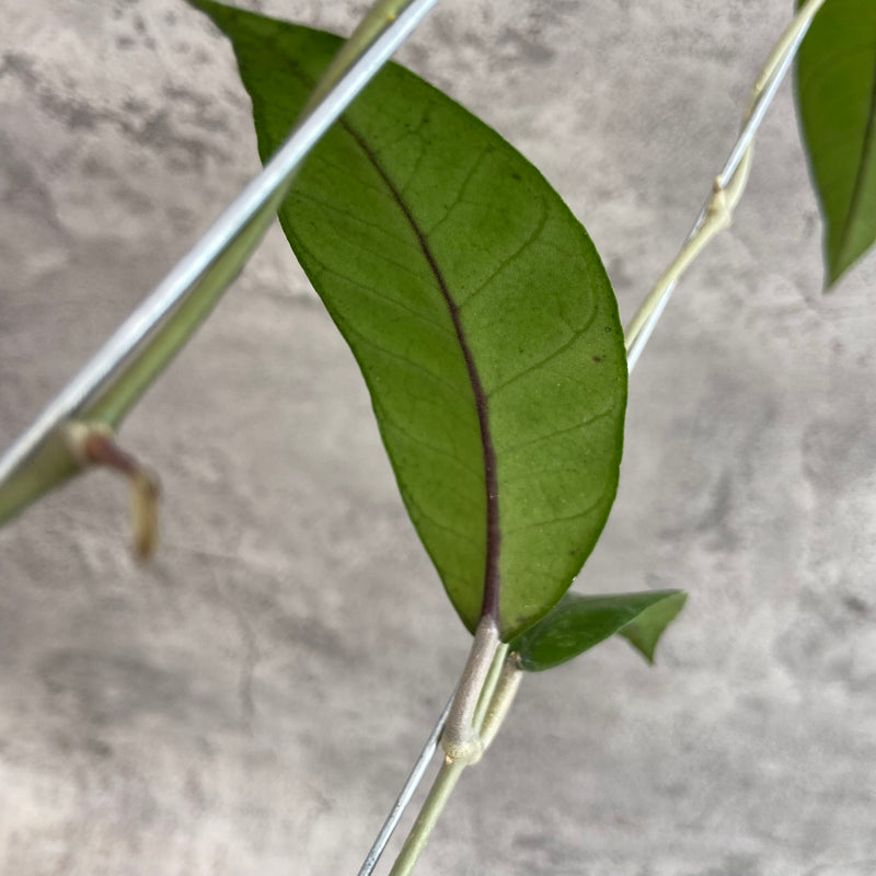 FS17-10 Hoya SP Aceh Kemiri