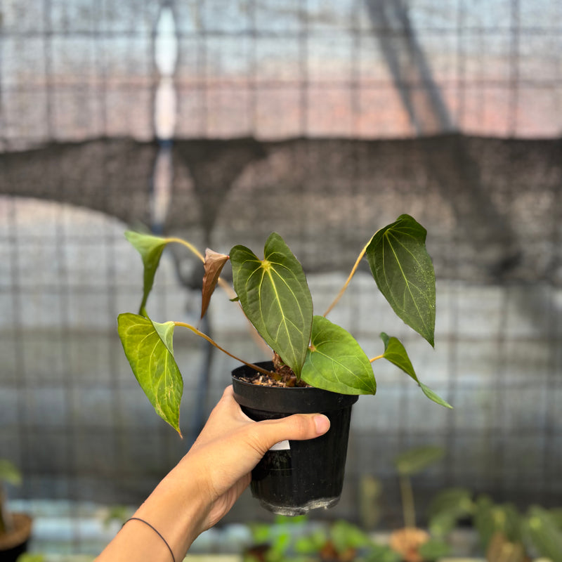 FS56-9 Anthurium Red Spider Selected