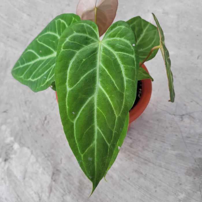 Anthurium Crystalinum x Pappilaminum White Variegated