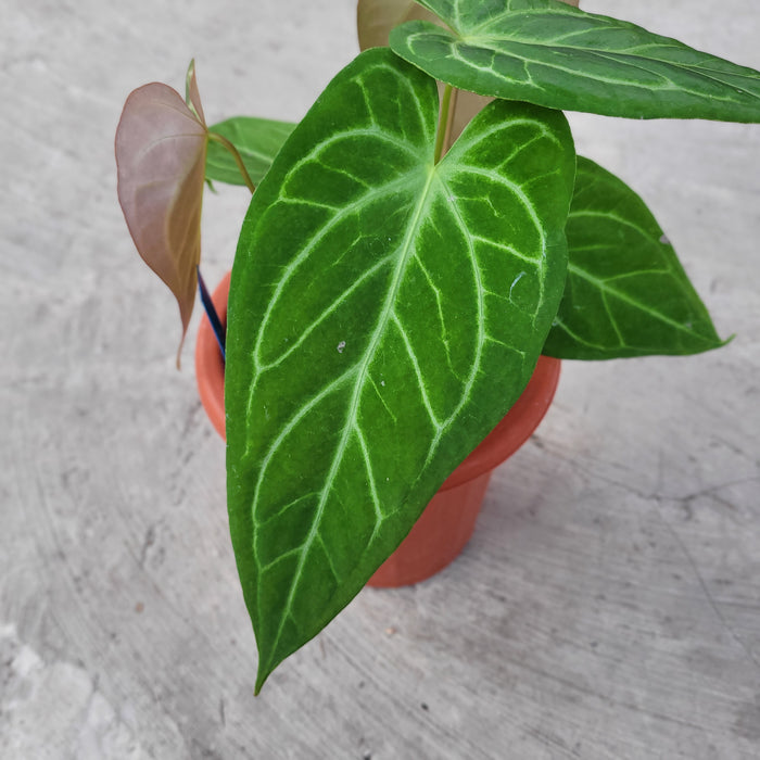 Anthurium Crystalinum x Pappilaminum White Variegated