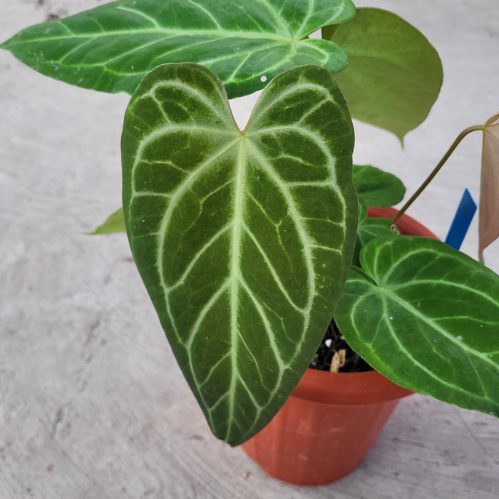 Anthurium Crystalinum x Pappilaminum White Variegated